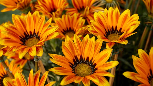 orange flowers in a garden bed