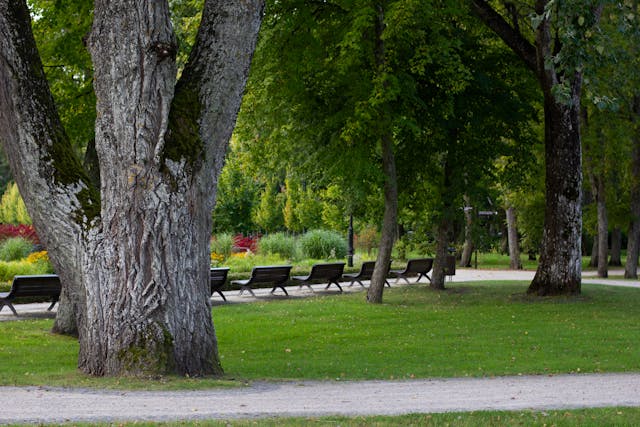 park benches and trees in a park